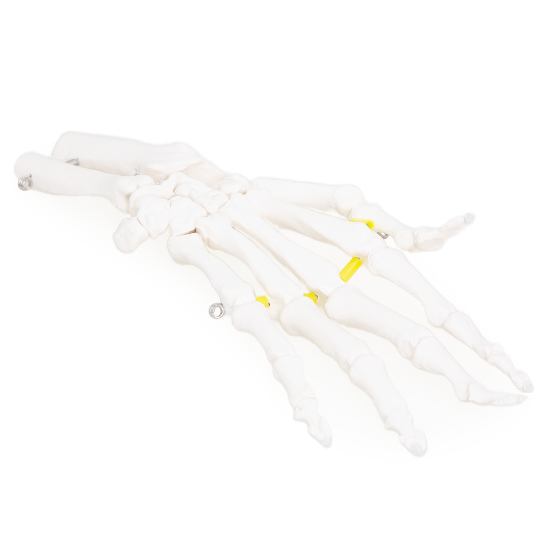 Functional Hand & Wrist Skeleton Model — Life‑Size with Flexible Ligaments