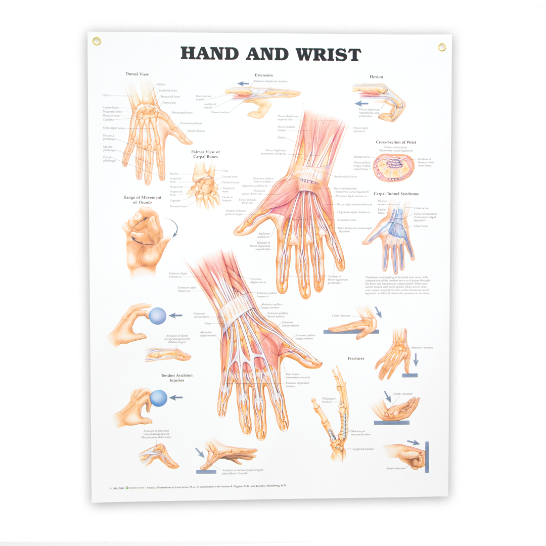 Hand & Wrist Anatomical Chart