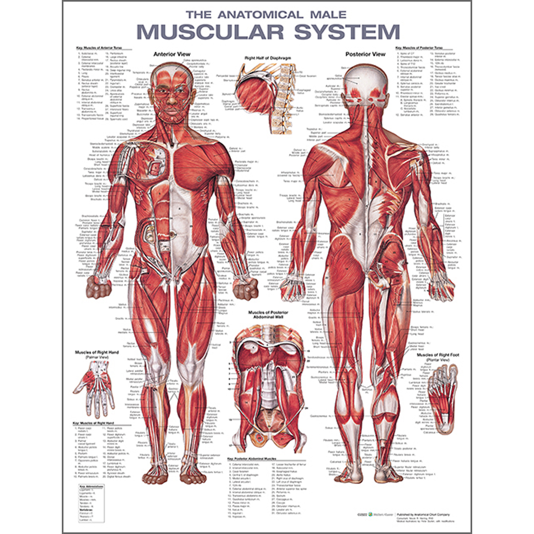 Male Muscular System Anatomical Chart — Laminated 20" x 26" (50.8 x 66