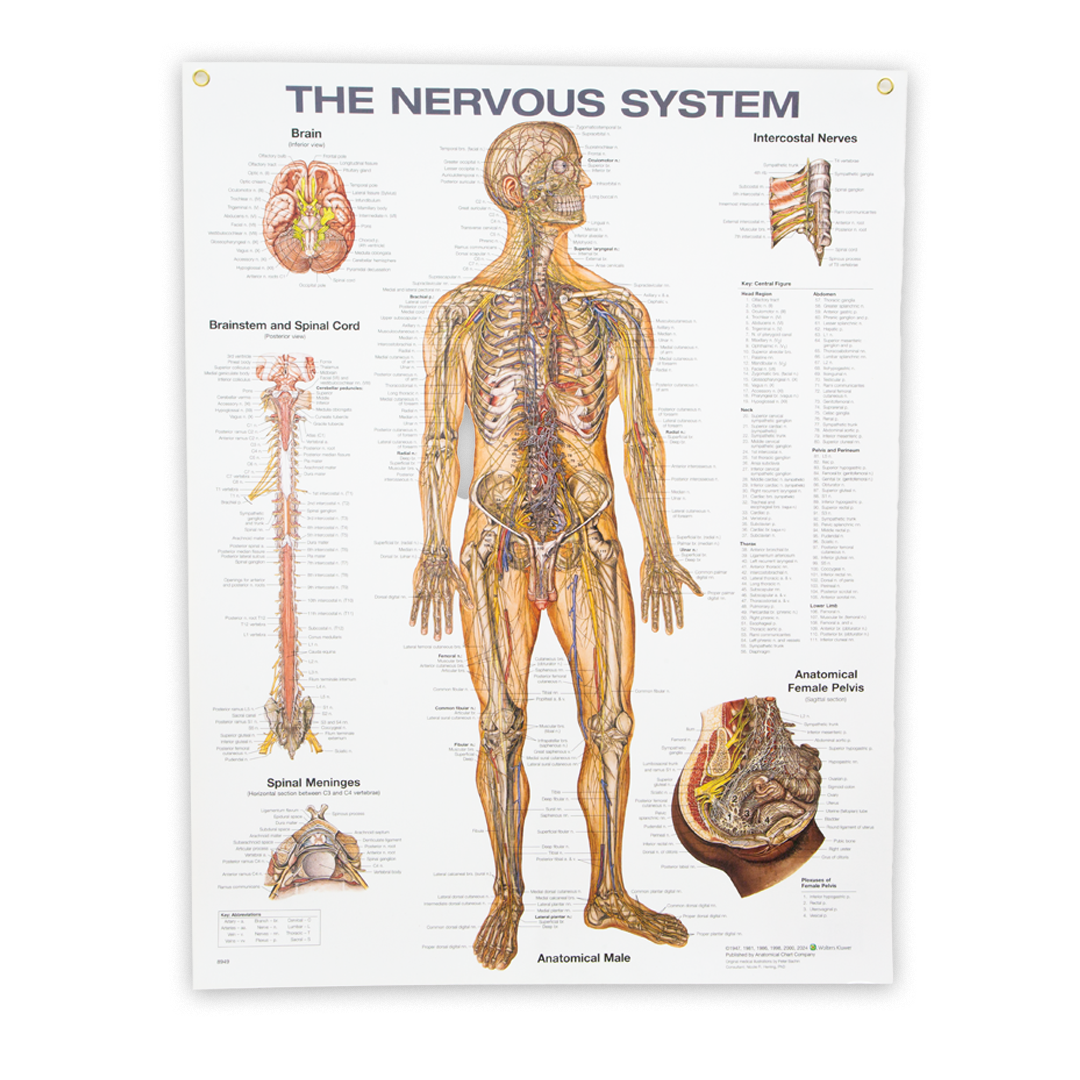 Nervous System Anatomical Chart — Laminated 20" x 26" (50.8 x 66 cm)