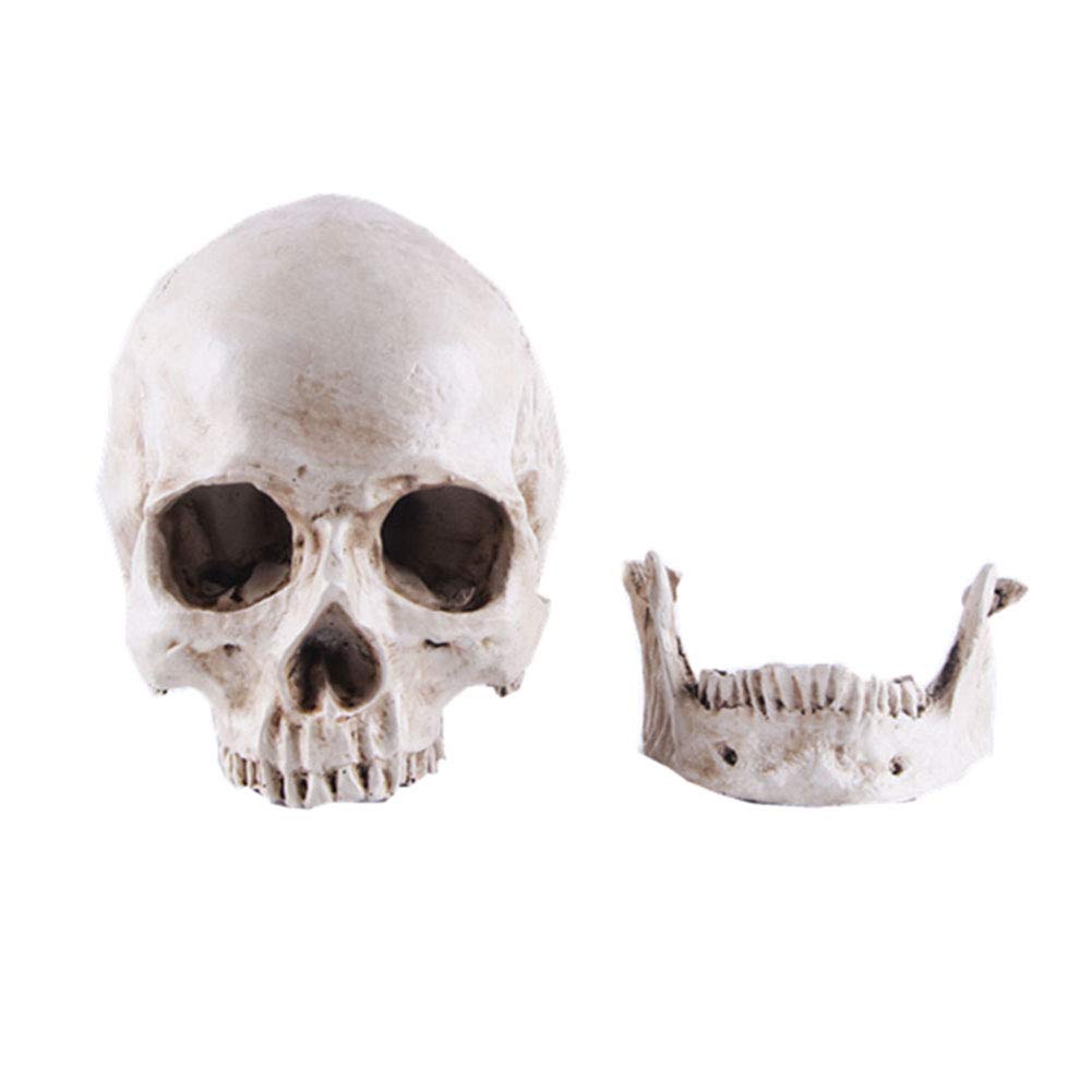 Life-Size Resin Human Skull Model - Anatomy Teaching Tool & Halloween Decor