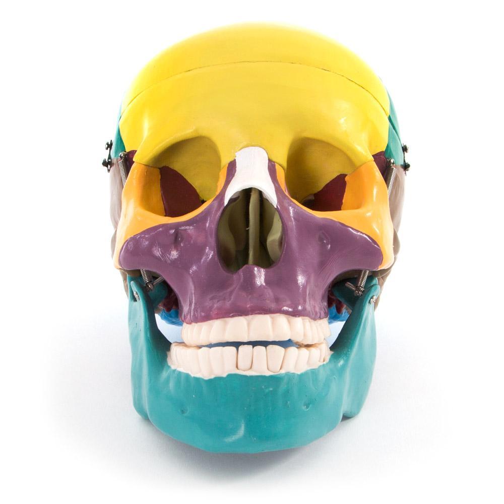 Human Skull Anatomical Model with Painted Bones