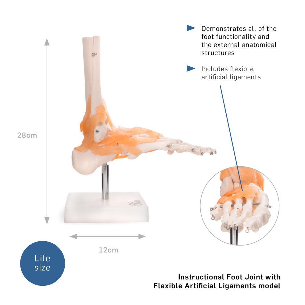 66fit Life-Size Foot Joint Model with Flexible Ligaments – Washable PVC