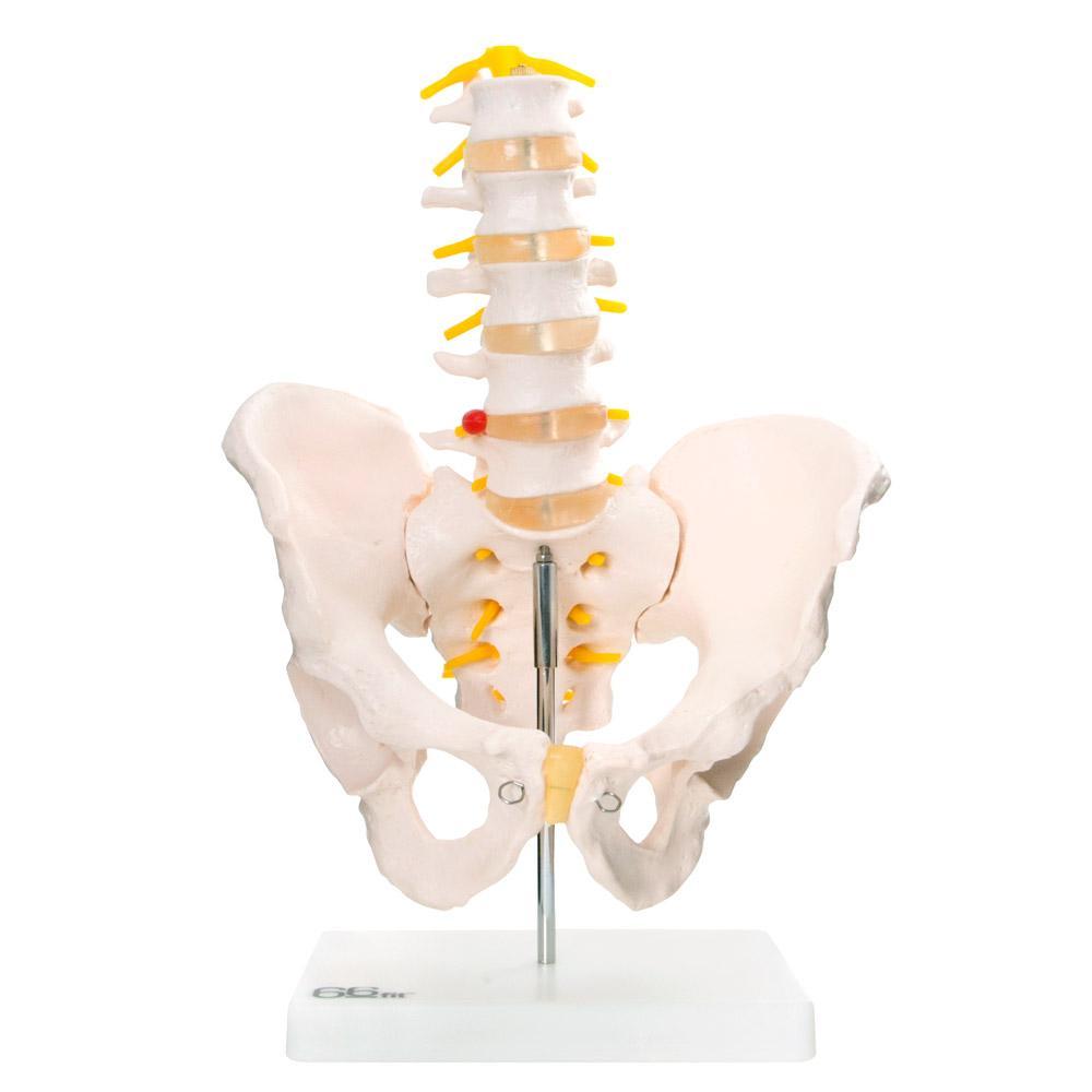 Anatomical Pelvis with 5 Lumbar Vertebrae - Life-size Model