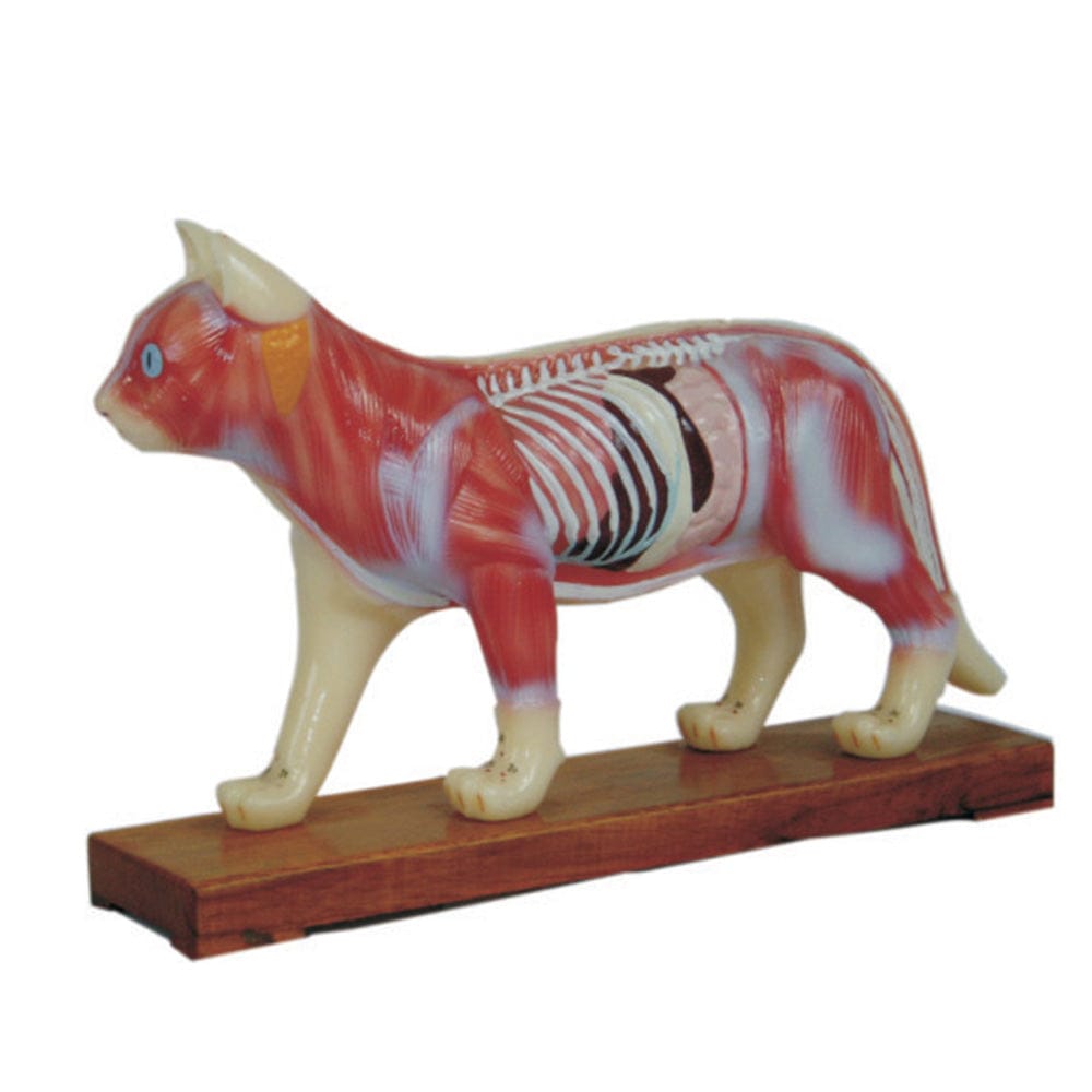 Cat Acupuncture Model for Veterinary Reference