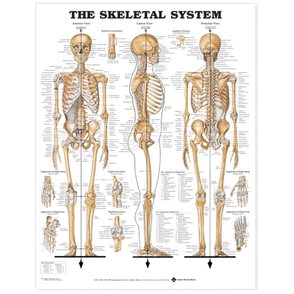 Anatomical Chart Company Anatomical Charts The Skeletal System Anatomical Chart