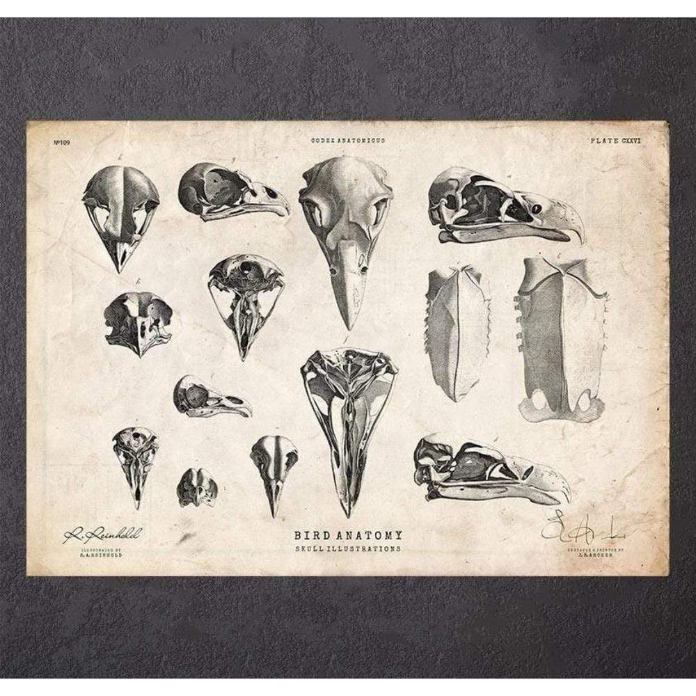 Codex Anatomicus Anatomical Print Bird Skulls Art Print