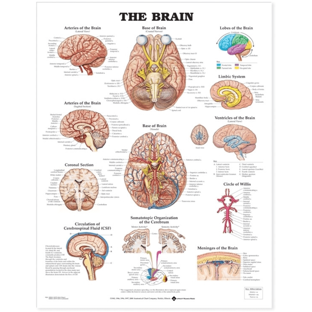 Anatomical Chart Company Anatomical Charts Brain Anatomical Chart