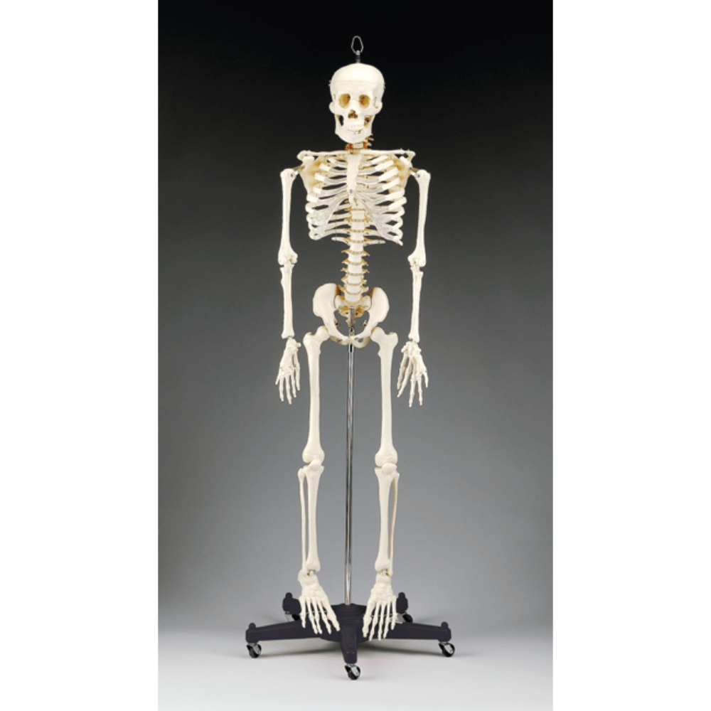 Anatomical Chart Company Anatomical Model Budget Bart Four Foot Skeleton