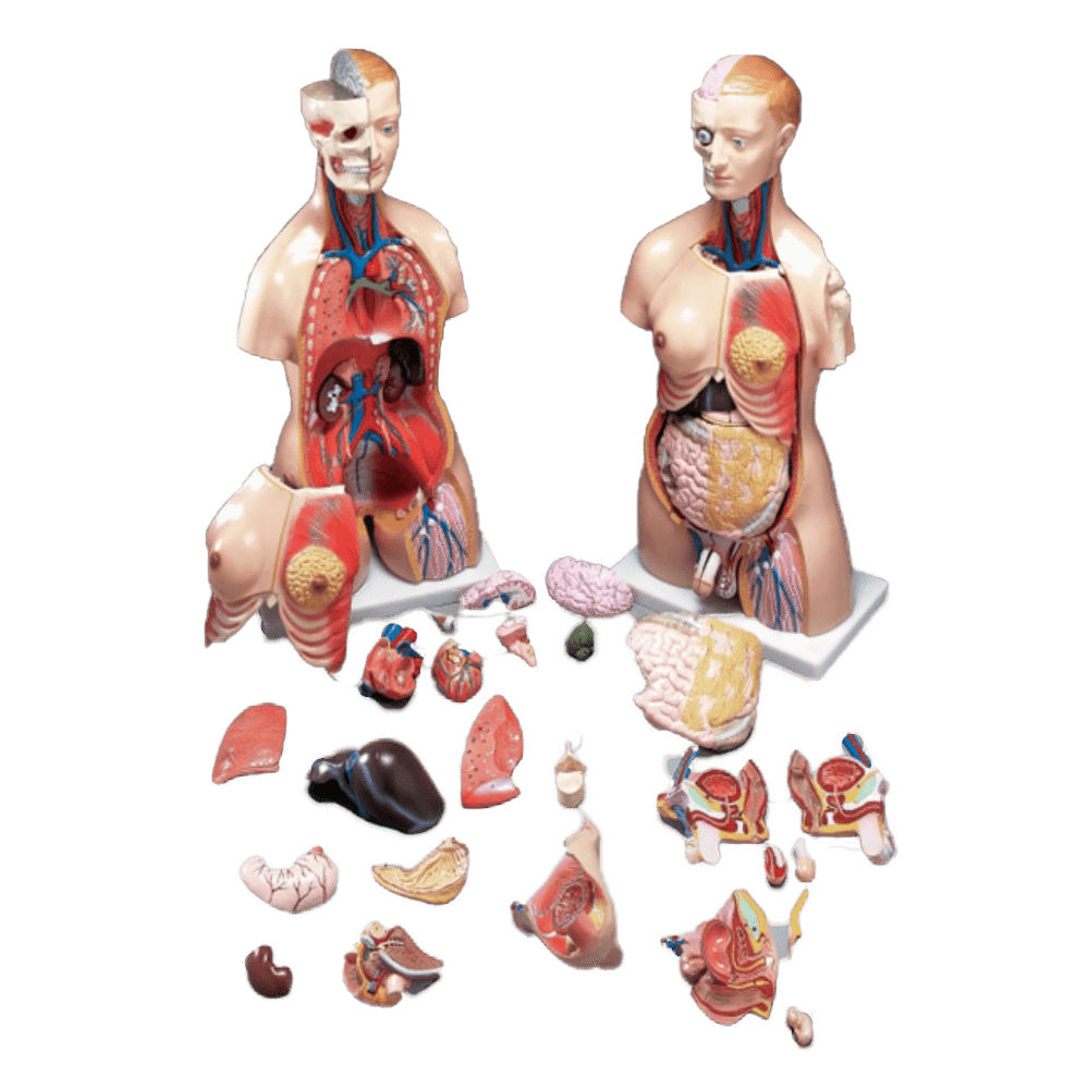 Anatomical Chart Company Anatomical Model Budget Functional Francis Torso