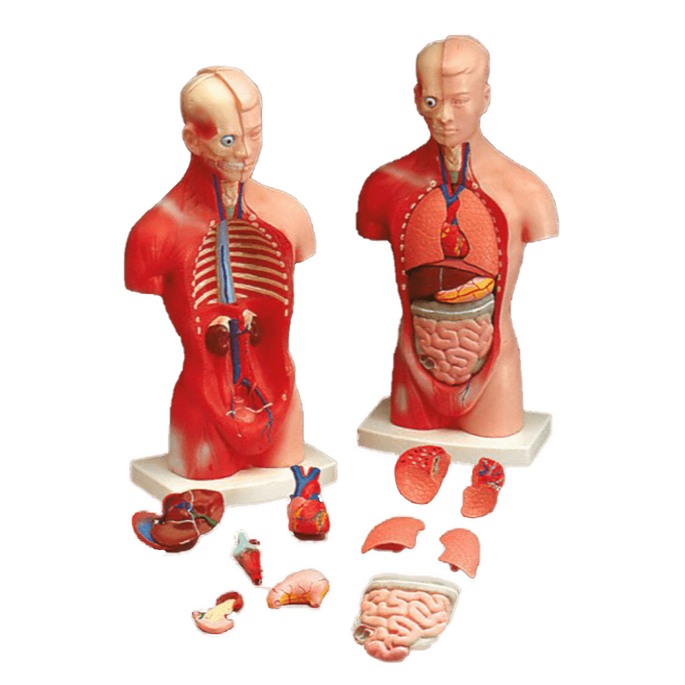 Anatomical Chart Company Anatomical Model Budget Little Joe Torso