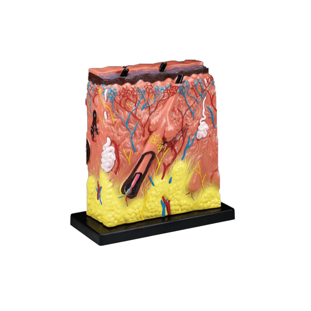 Anatomical Chart Company Anatomical Model Budget Super Skin Model