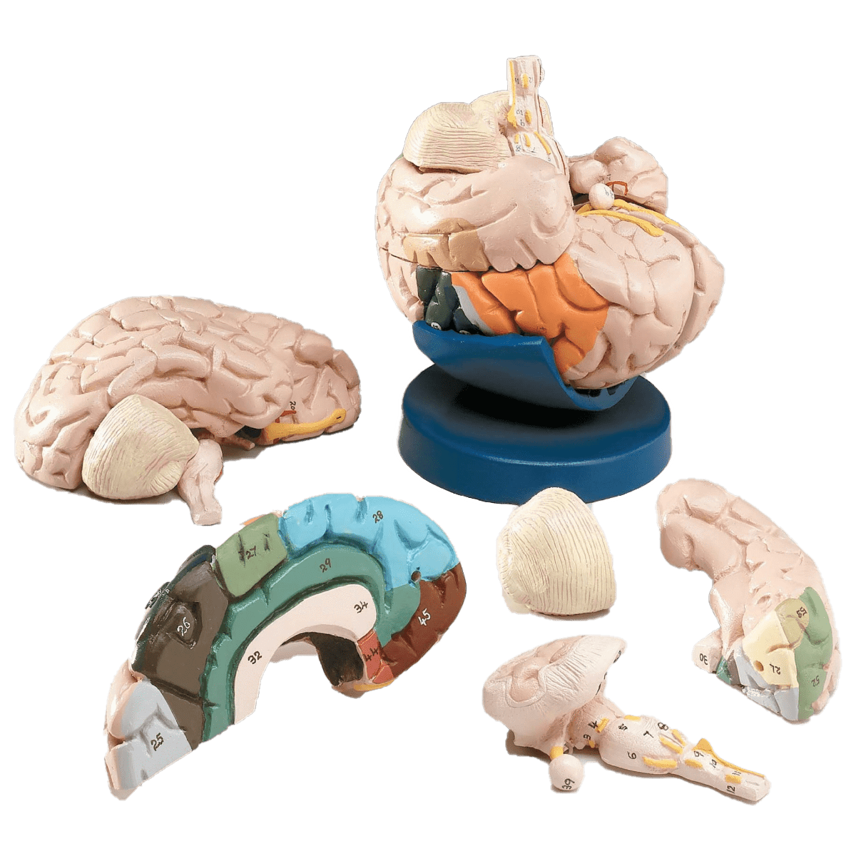 Anatomical Chart Company Anatomical Model Color coded Eight Part Brain Model