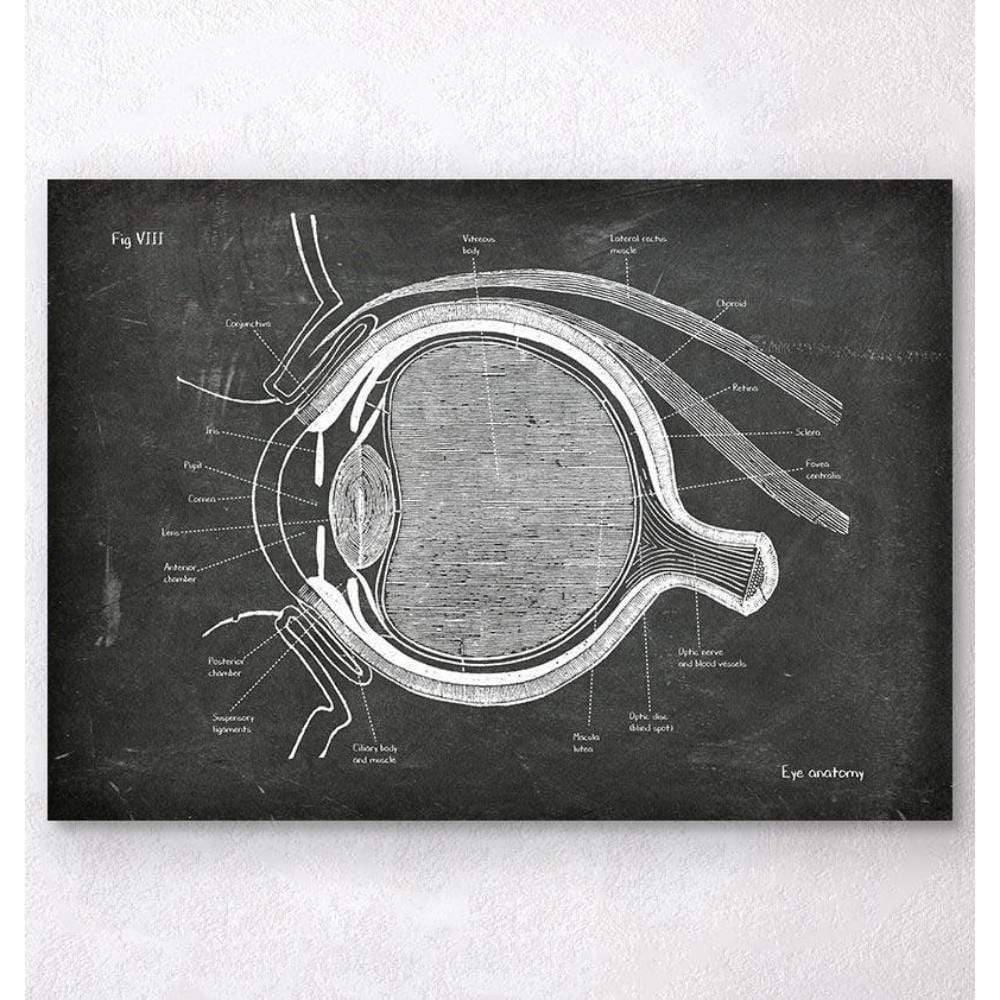 Codex Anatomicus Anatomical Print A5 Size (14.8 x 21 cm) Eye Anatomy Chalkboard