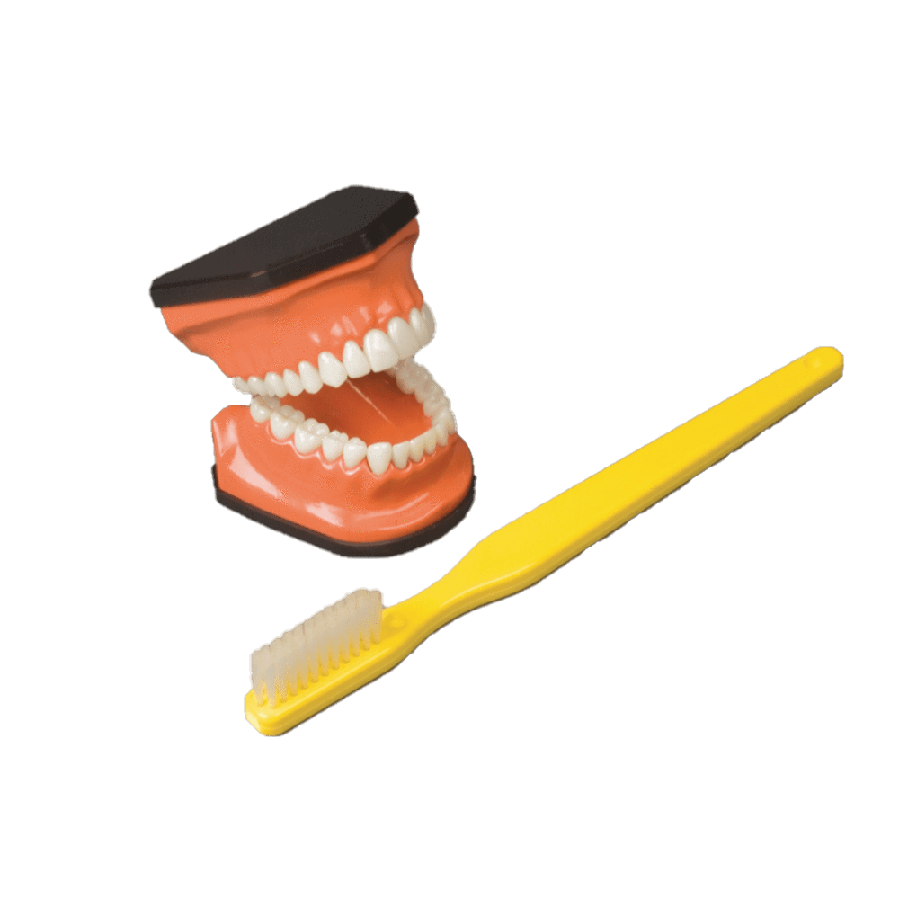 Anatomical Chart Company Anatomical Model Flossing and Brushing Teaching Model
