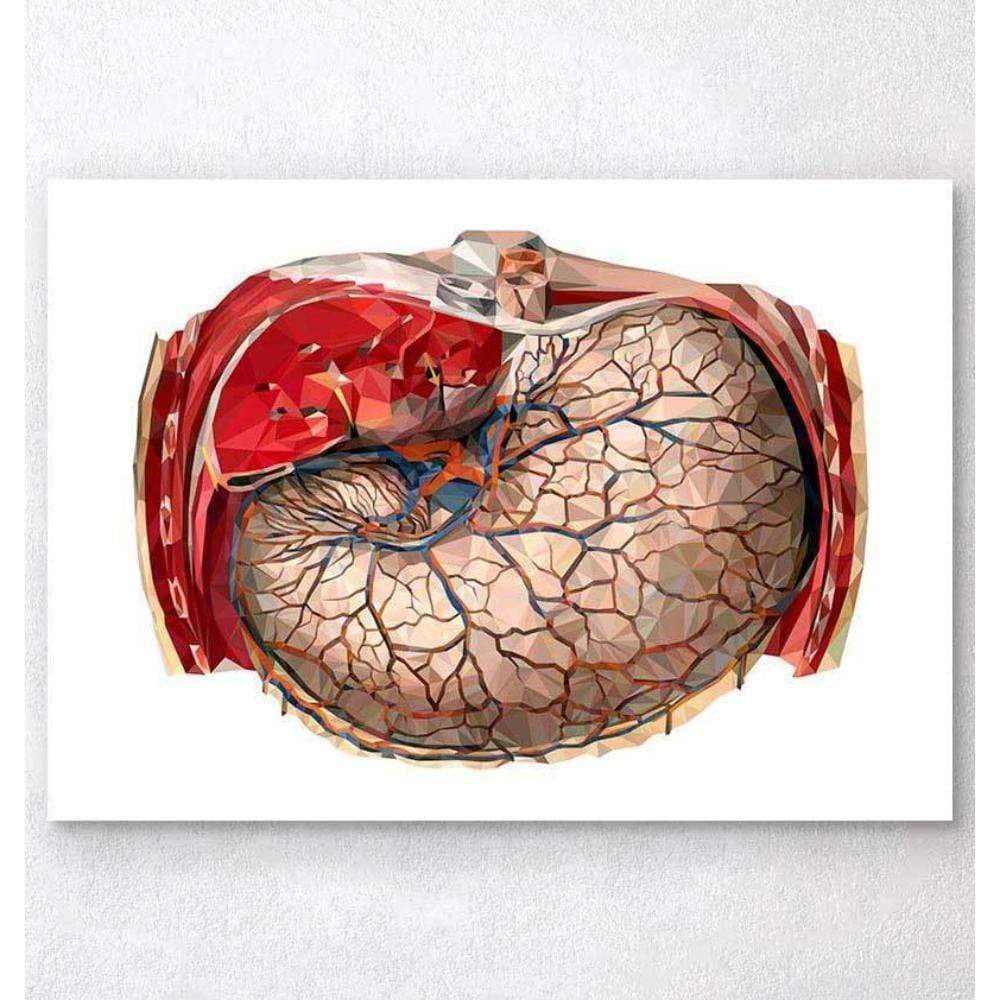 Codex Anatomicus Anatomical Print Geometric Stomach Anatomy