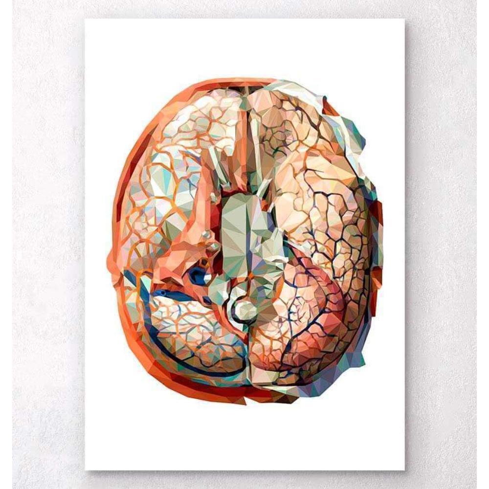 Codex Anatomicus Anatomical Print Geometrical Brain Anatomy II
