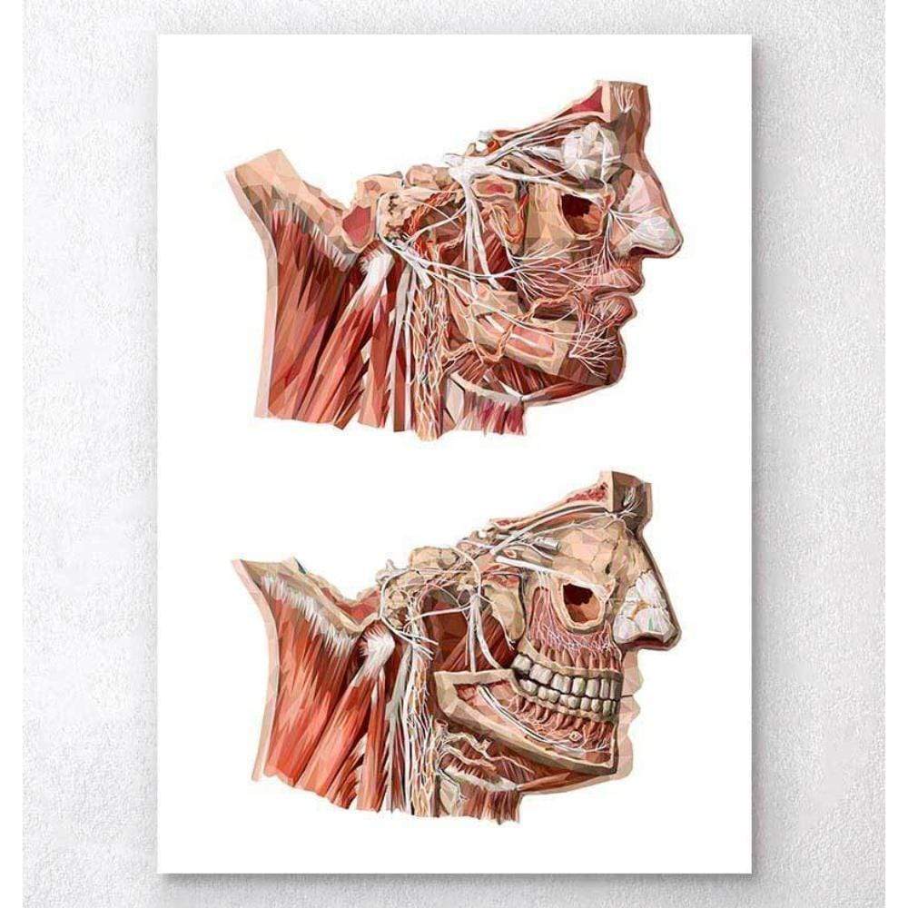 Codex Anatomicus Anatomical Print A5 Size (14.8 x 21 cm) Geometrical Face Anatomy III