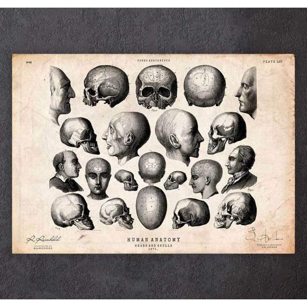 Codex Anatomicus Anatomical Print Heads And Skulls Anatomy Print