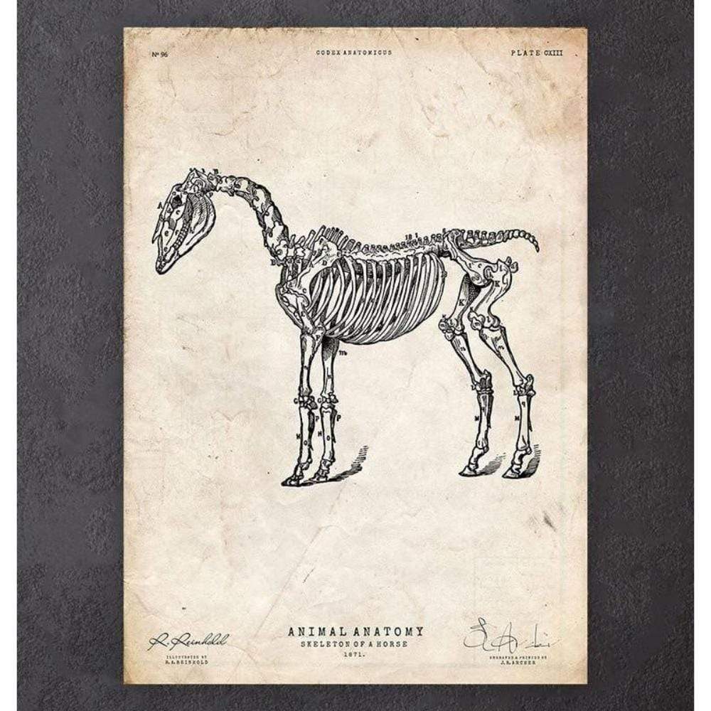 Codex Anatomicus Anatomical Print A5 Size (14.8 x 21 cm) Horse Skeleton Print