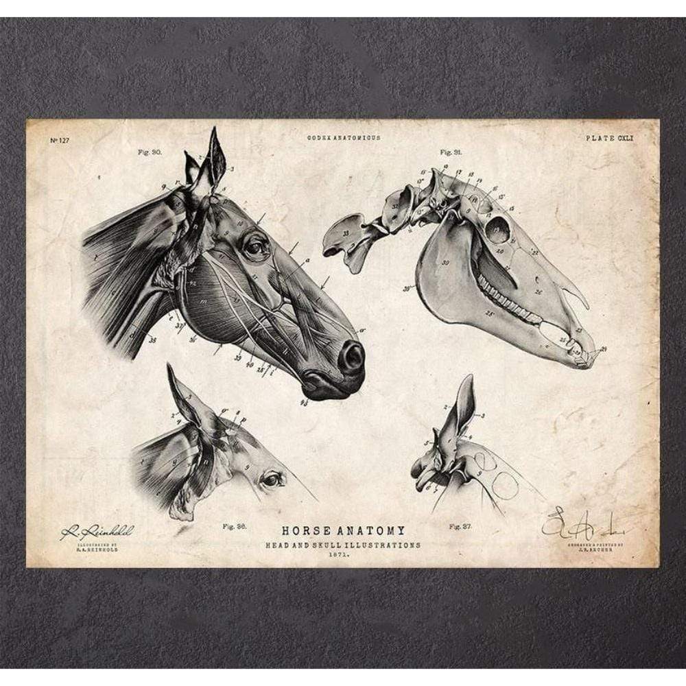 Codex Anatomicus Anatomical Print A5 Size (14.8 x 21 cm) Horse Skull Print