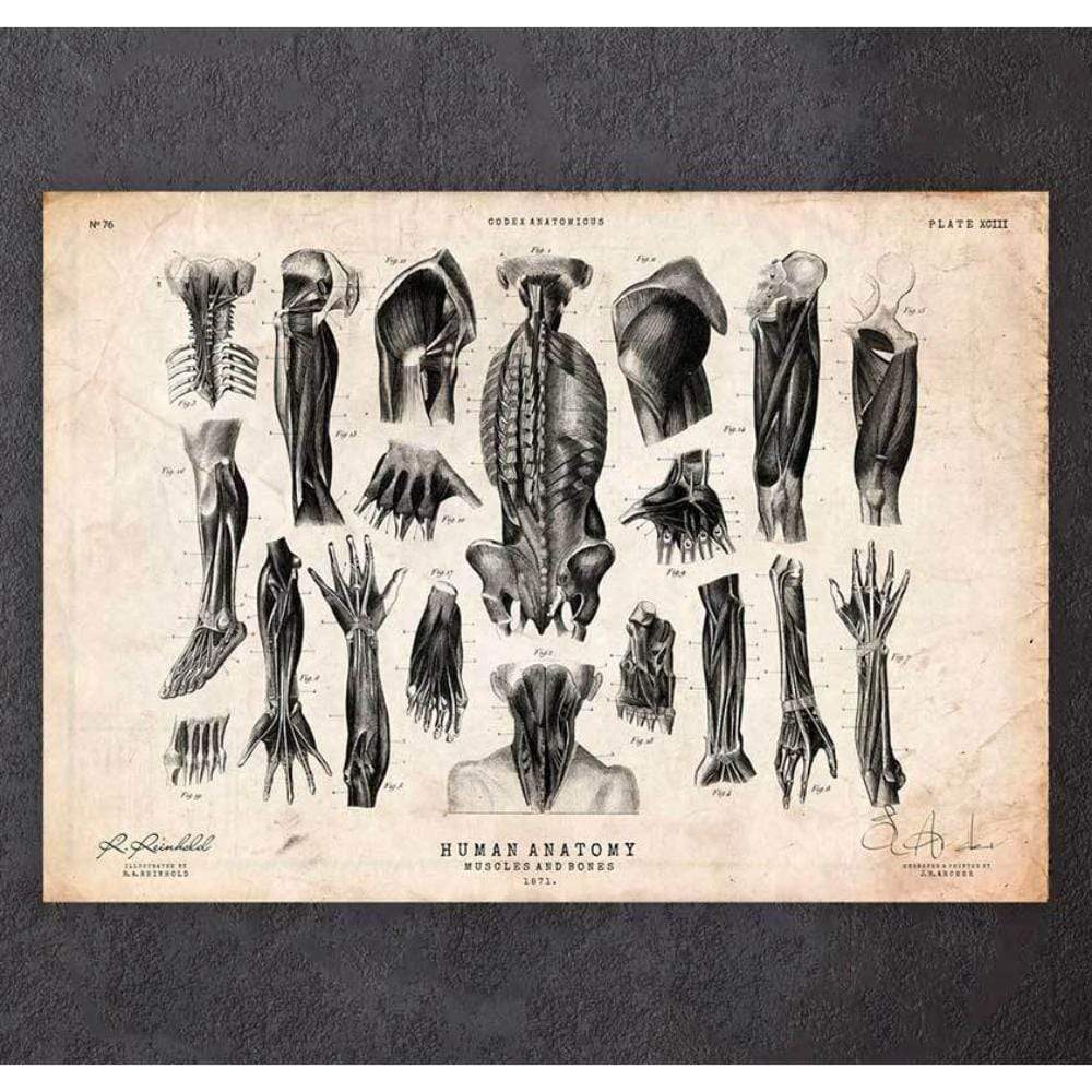 Codex Anatomicus Anatomical Print Human Anatomy Print Various Illustrations III