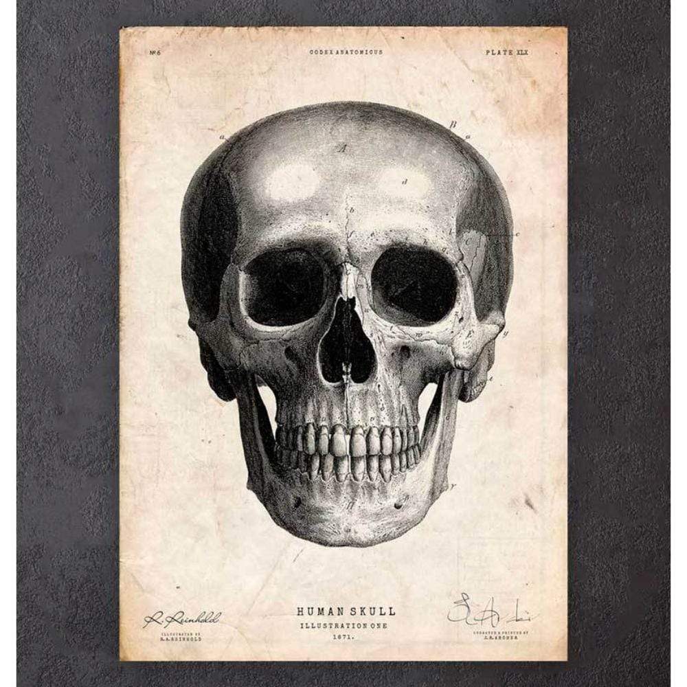Codex Anatomicus Anatomical Print Human Skull Print