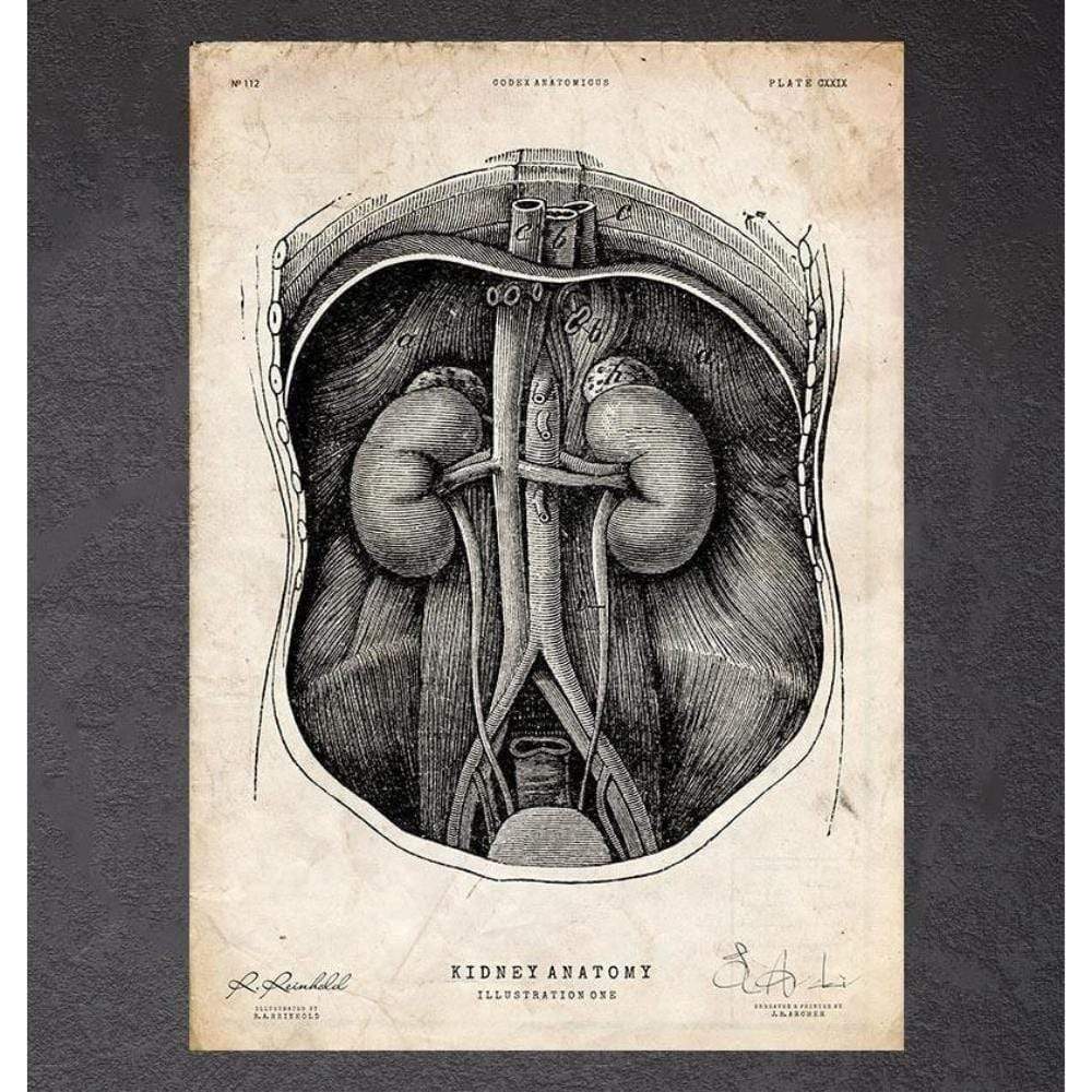 Codex Anatomicus Anatomical Print Kidney Anatomy I