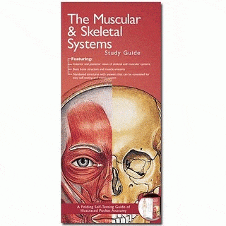 Muscular & Skeletal System Study Guide