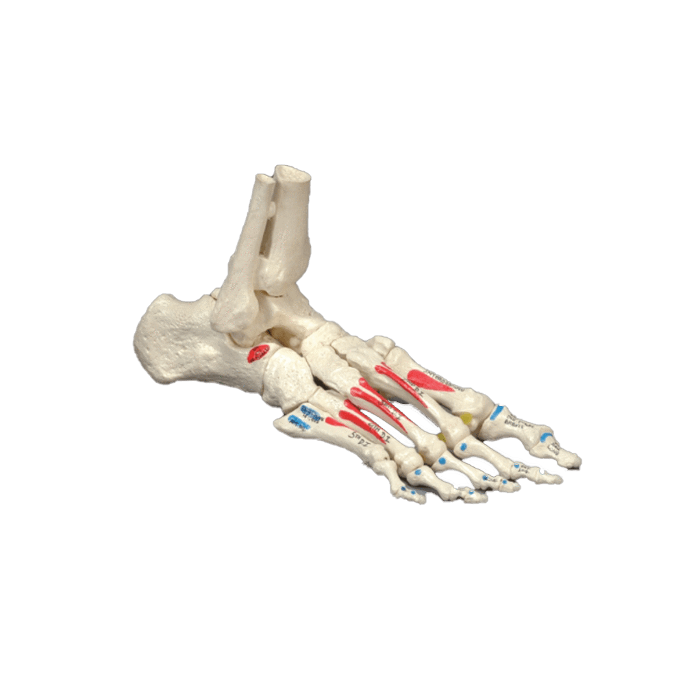 Anatomical Chart Company Anatomical Model Painted Foot on Elastic