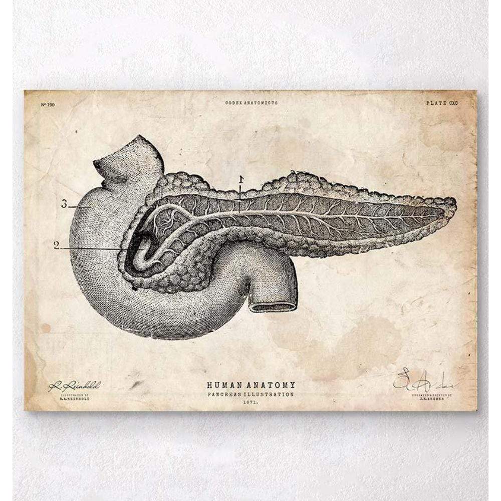 Codex Anatomicus Anatomical Print A5 Size (14.8 x 21 cm) Pancreas Anatomy Art