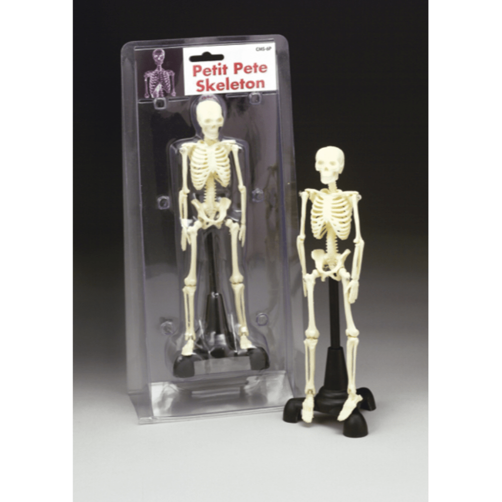 Anatomical Chart Company Anatomical Model Petite Pete Skeleton