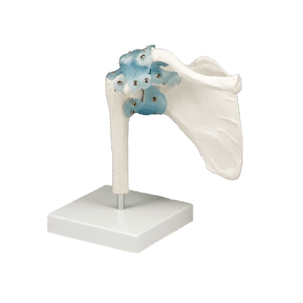 Anatomical Chart Company Anatomical Model Shoulder Joint with Detachable Ligaments