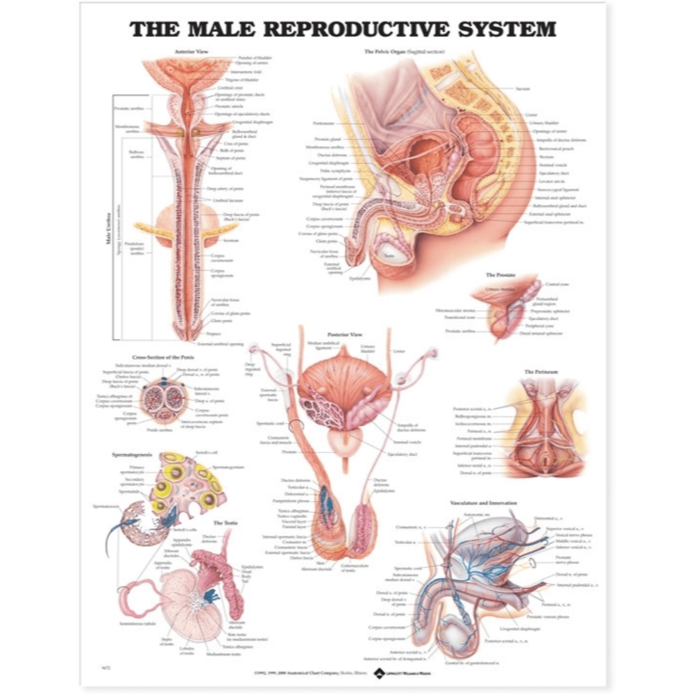 Anatomical Chart Company Anatomical Charts The Male Reproductive System Anatomical Chart