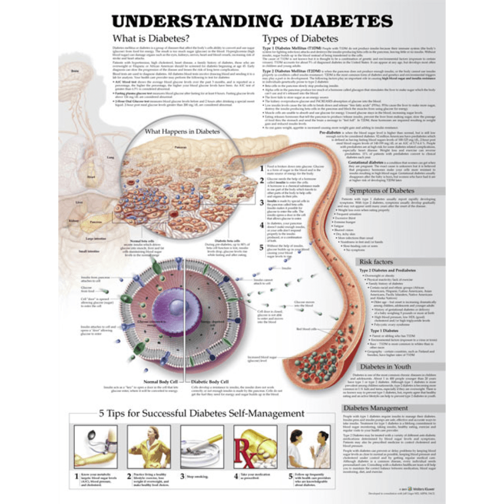 Anatomical Chart Company Anatomical Charts Understanding Diabetes Anatomical Chart