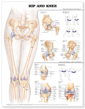 Hip & Knee Anatomical Chart — Labeled Bones & Ligaments (20" x 26")