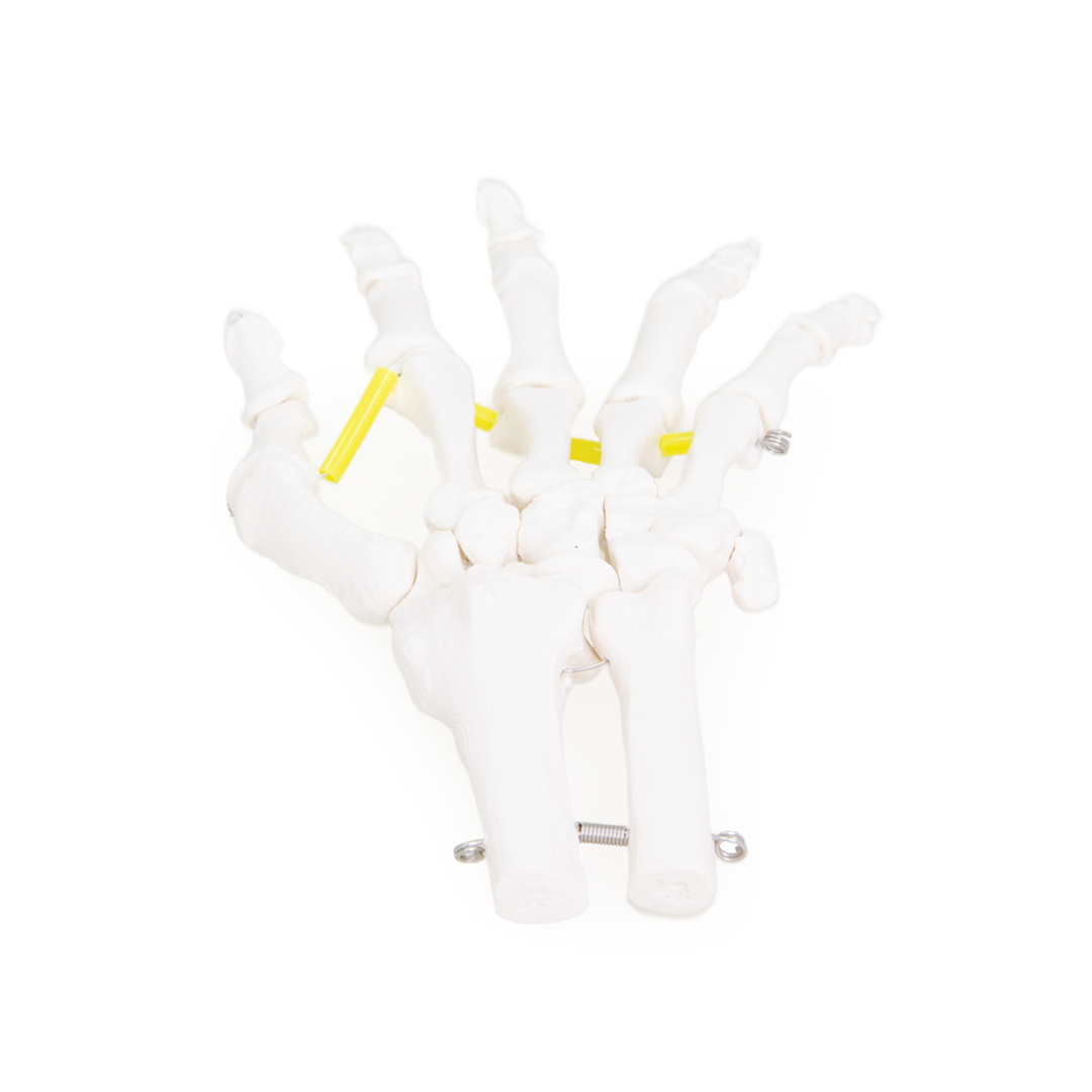 Functional Hand & Wrist Skeleton Model — Life‑Size with Flexible Ligaments