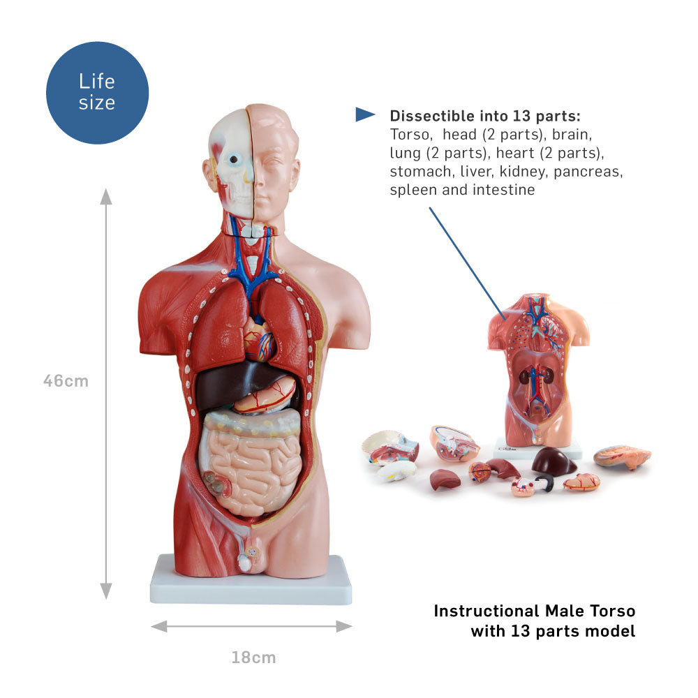 Male Torso Anatomical Model 13 Parts 42cm