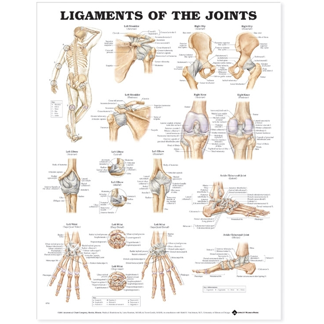 Ligaments of the Joints Anatomical Chart — Laminated 20×26 in (50.8×66cm)