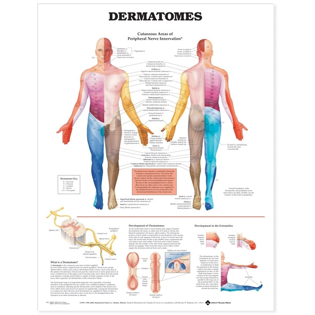 Dermatomes Anatomical Chart — Laminated Medical Poster 50.8 x 66 cm