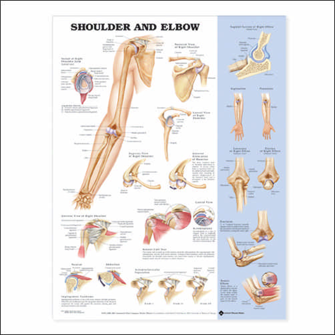 Shoulder & Elbow Anatomical Chart — Detailed Anatomical Wall Chart