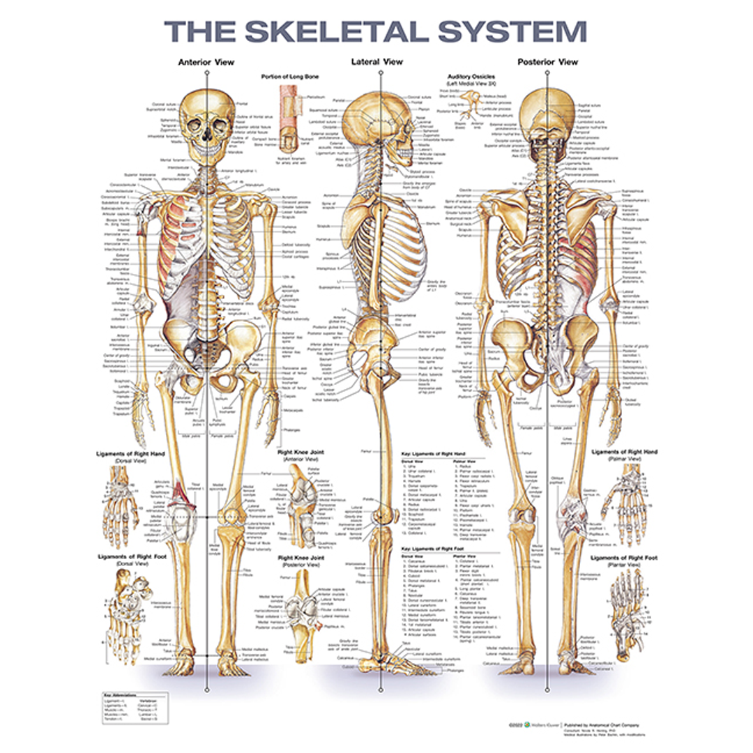 Skeletal System Anatomical Chart – Laminated 20 in x 26 in (50.8 x 66cm)