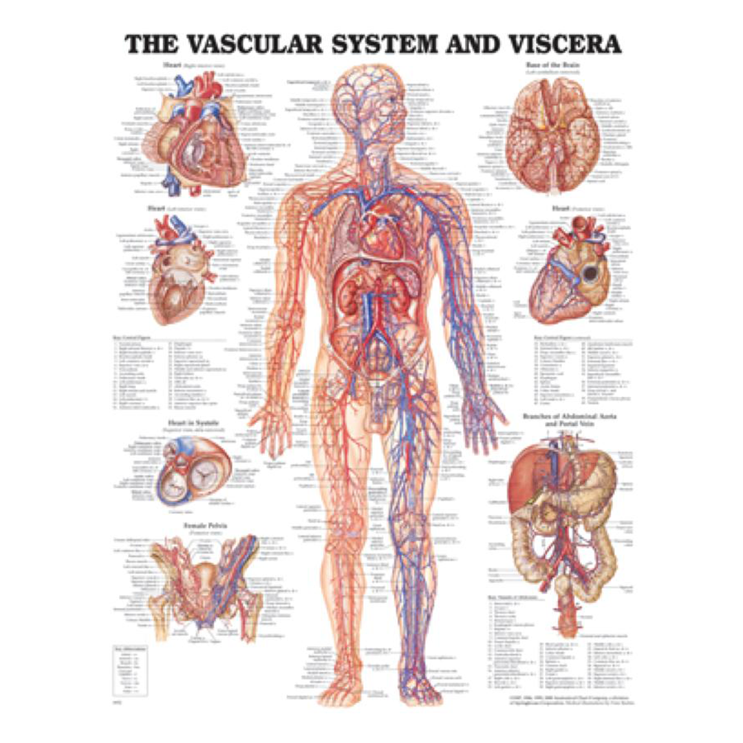 Vascular System Chart — Laminated Anatomy Poster 51 x 66 cm