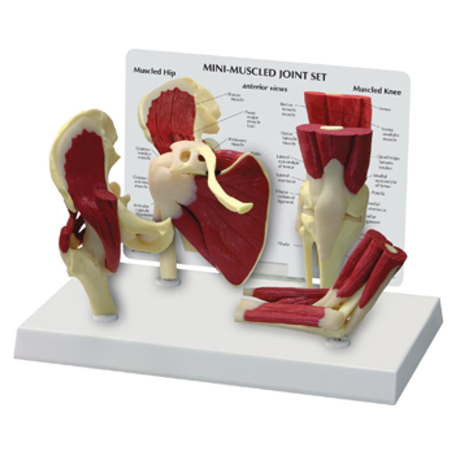 Mini muscled joint set — anatomical hip, elbow, shoulder & knee