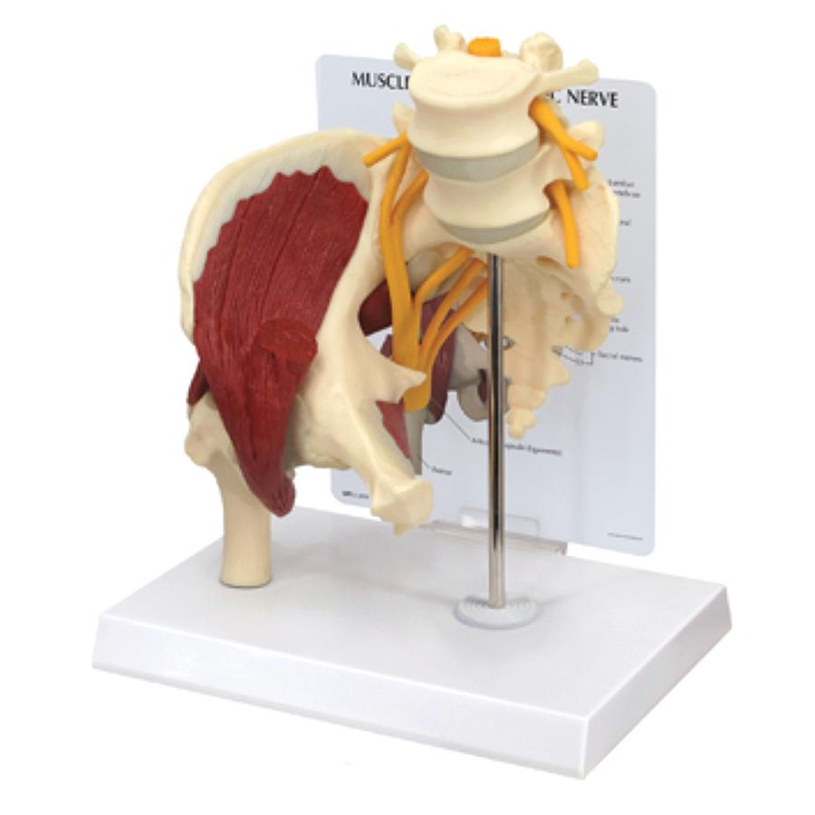 Muscled hip with sciatic nerve anatomical model