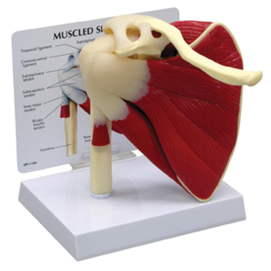 Muscled Shoulder Joint Model with Muscles & Ligaments