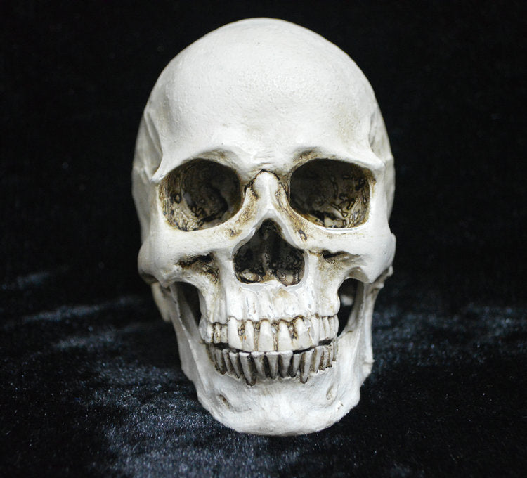 Life-Size Resin Human Skull Model - Anatomy Teaching Tool & Halloween Decor
