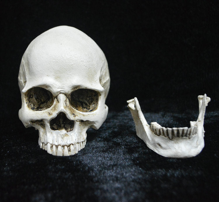 Life-Size Resin Human Skull Model - Anatomy Teaching Tool & Halloween Decor