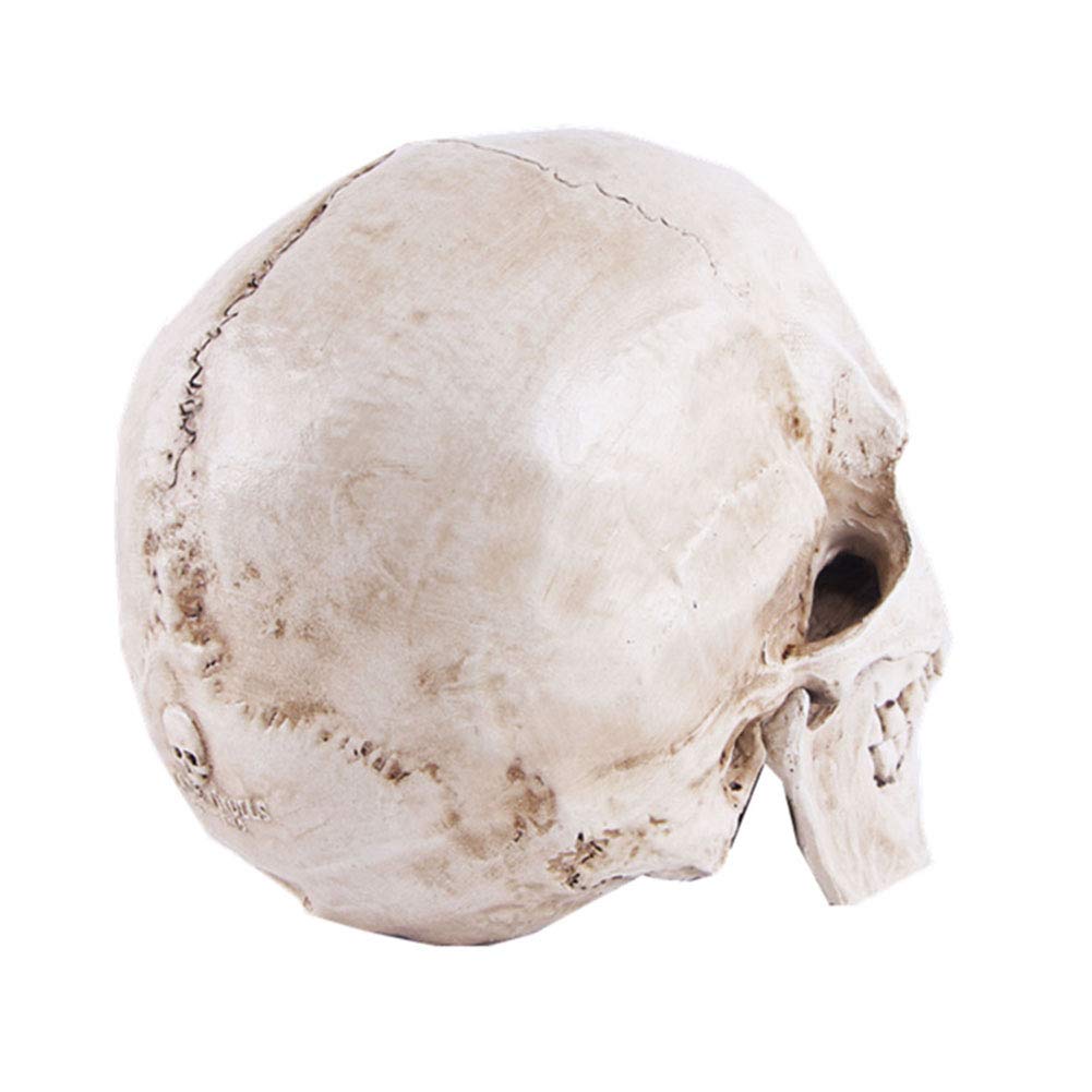 Life-Size Resin Human Skull Model - Anatomy Teaching Tool & Halloween Decor