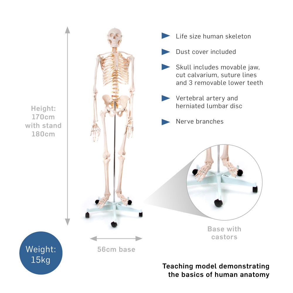 Life-Size 180cm Tall Human Skeleton Model with Ligaments - Anatomical Learning Tool